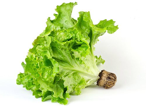 Lettuce